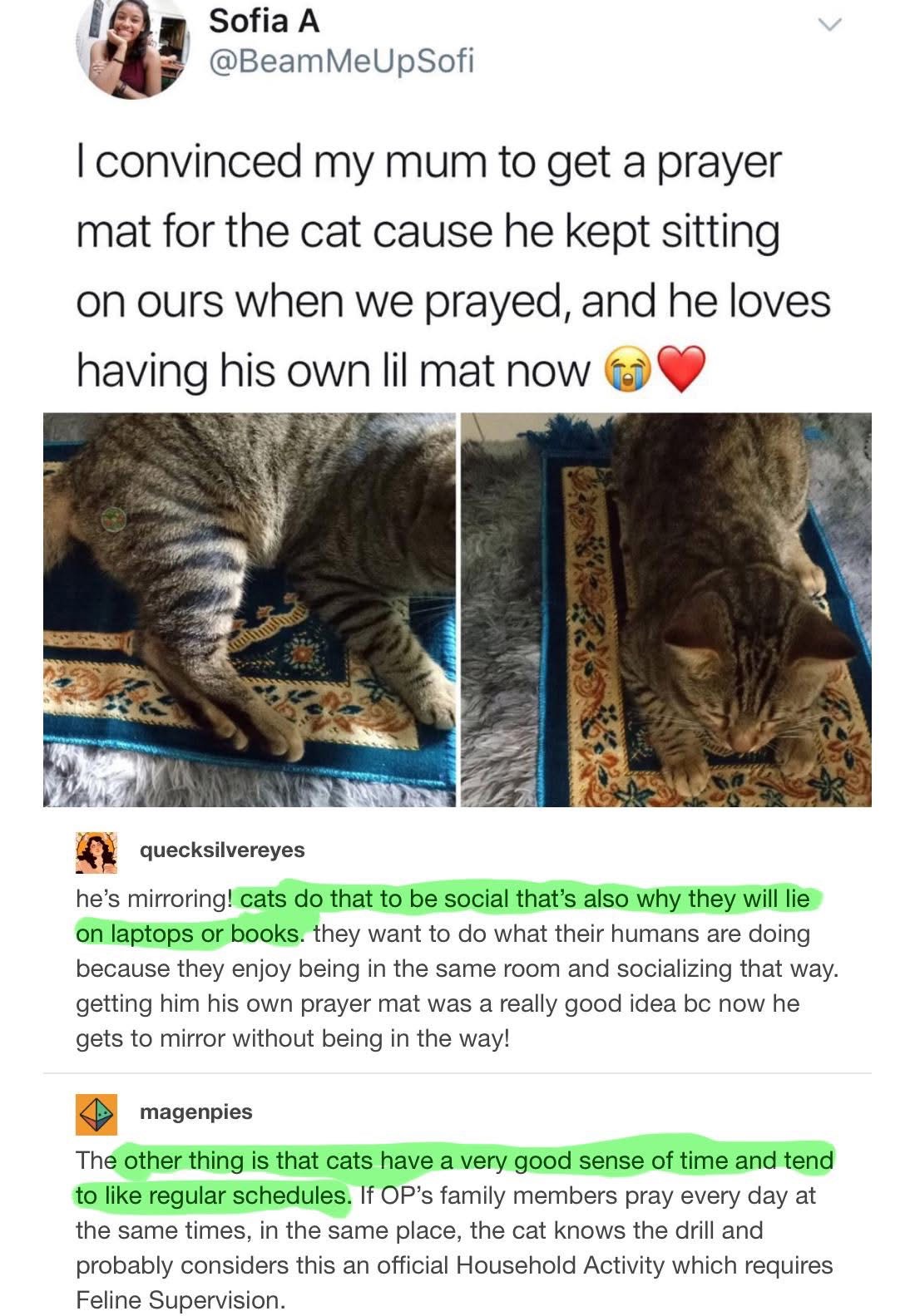 My cat now has his own prayer mat so he can join in when we pray, lol.