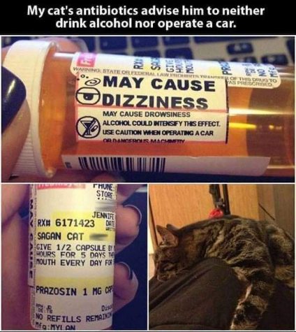 Someone's cat is getting the same advisories as a human on prescription meds. Time to put down the wheel.