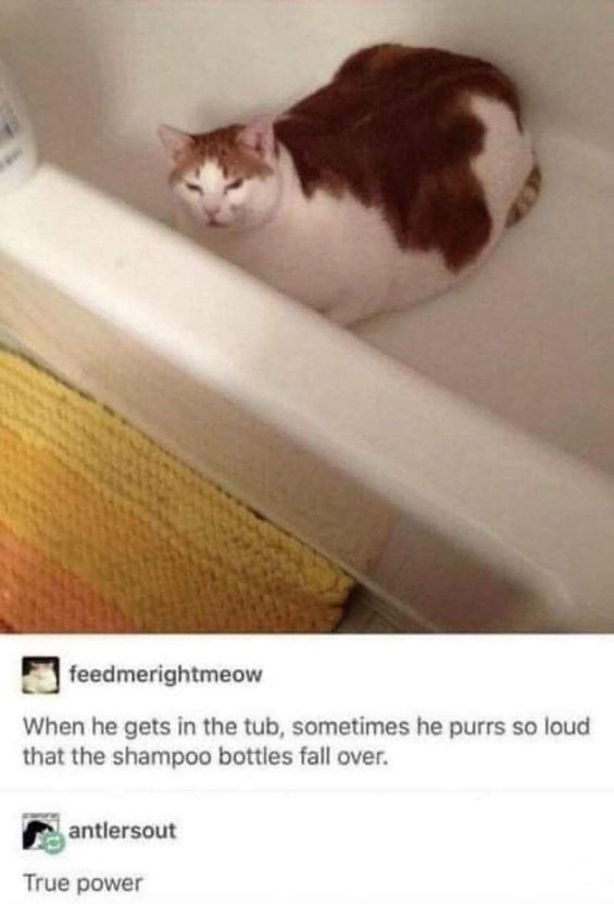 This cat's purr is so powerful it makes shampoo bottles fall over. That's some real influence.