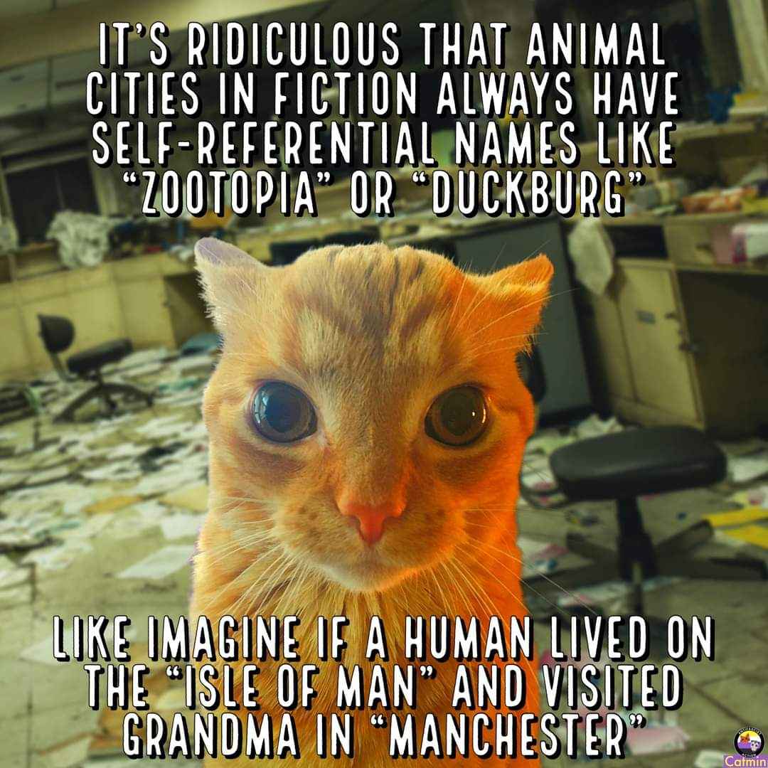 This cat is making a point about how silly fictional city names are compared to human ones.