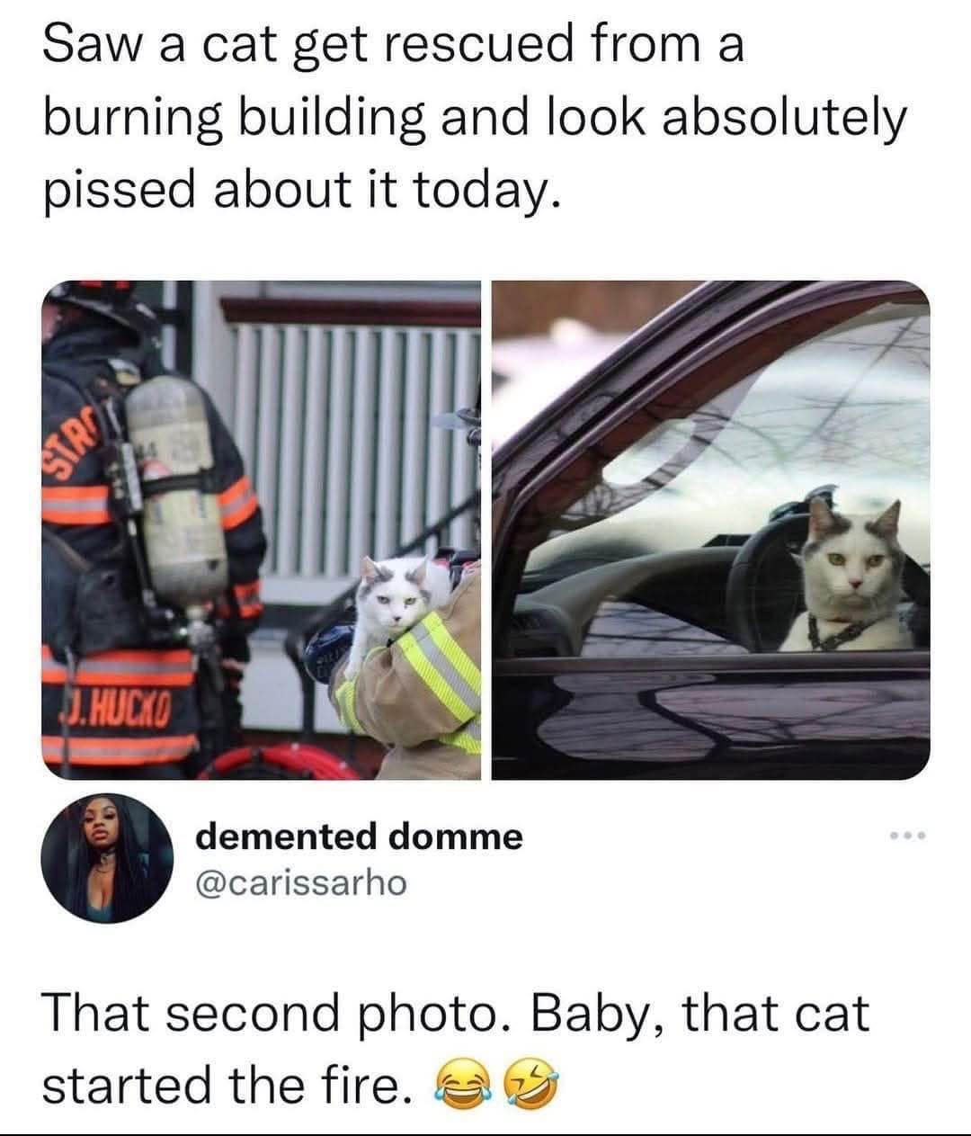 This cat looks mad about being rescued, which makes me think it started the fire lol