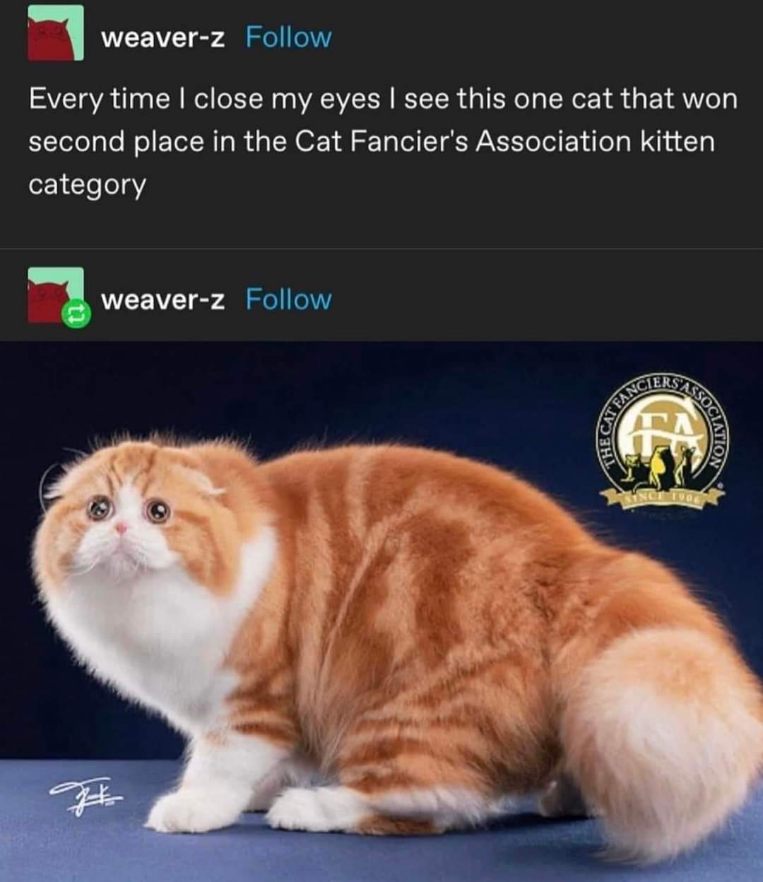This cat won second place and now haunts my dreams when I try to sleep. I get it.