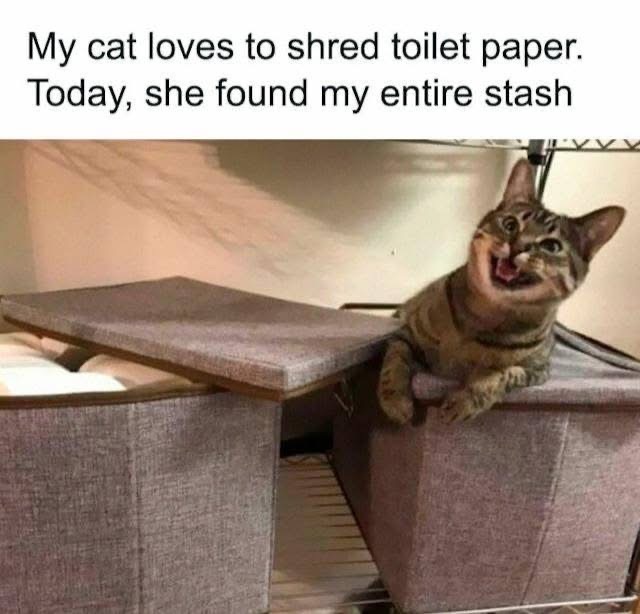 My cat found the toilet paper stash and looks way too happy about it.