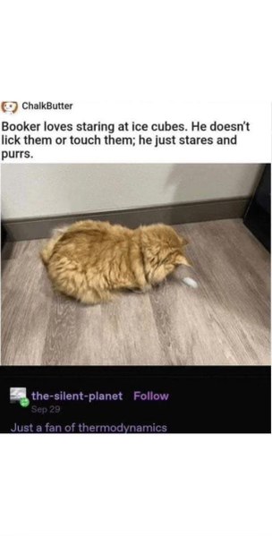 This cat is just a theoretical physicist staring at his ice cubes, contemplating the universe.