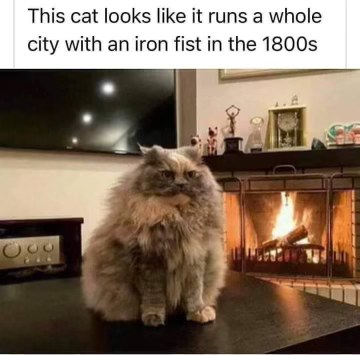 This cat looks like it'd be a stern Victorian mayor