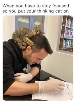 Need to focus? Just put your lucky thinking cat on your head.