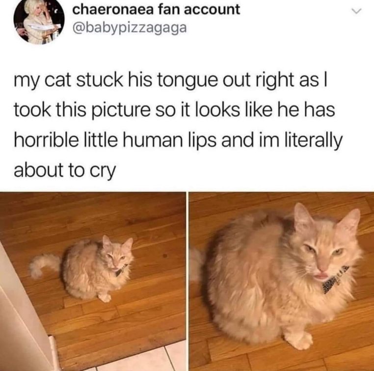 My cat perfectly timed sticking his tongue out to look like he has horrifying human lips and I'm about to cry
