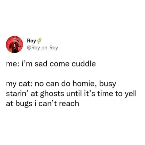 When you want cuddles but your cat is too busy staring at ghosts and yelling at invisible bugs