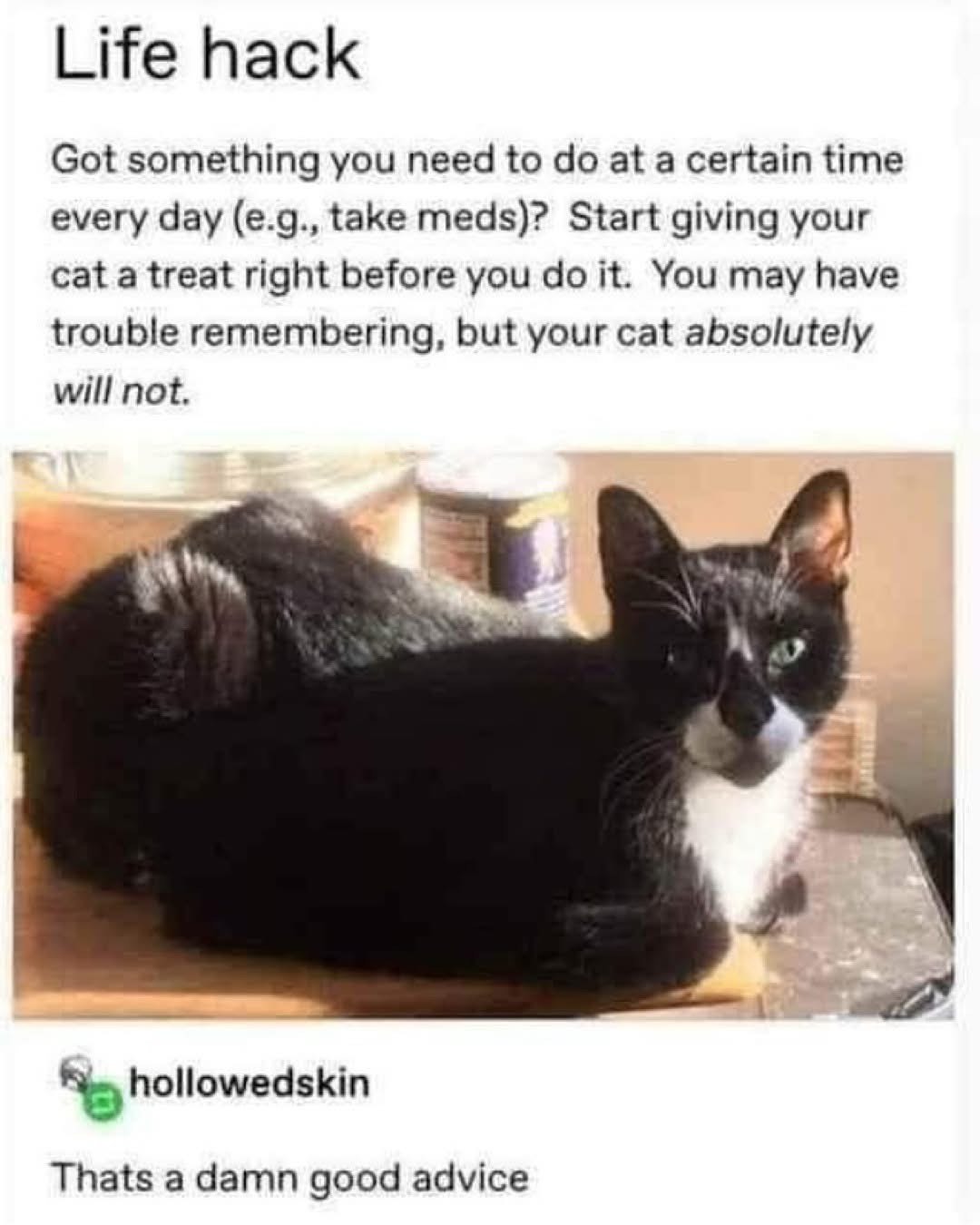 Basically, your cat becomes your personal alarm clock for meds, which is a win-win.