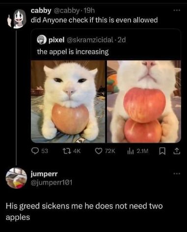 This cat went from 'one apple is fine' to 'two apples is the bare minimum'