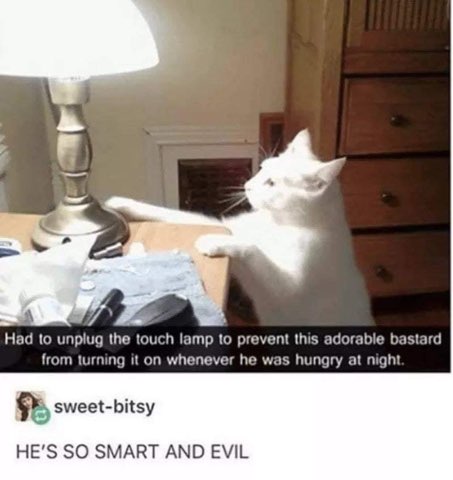 This cat is so evil, they had to unplug the lamp so he wouldn't turn it on when he's hungry at night.