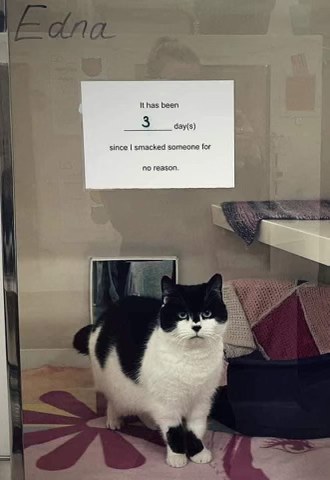 This cat is keeping track of how long it's been since they randomly attacked someone.