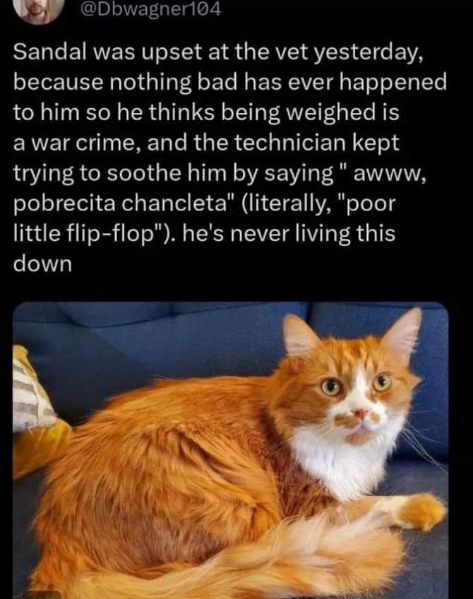 This cat thinks getting weighed at the vet is a war crime and is mortified by being called "poor little flip-flop"