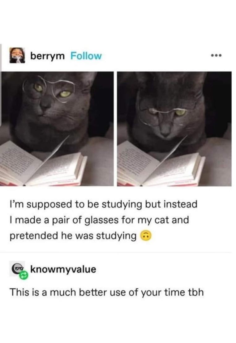 Me, supposed to be studying, but instead making my cat wear glasses and pretending he's studying