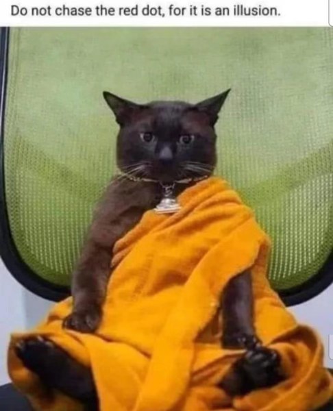 This cat is giving me Pocahontas vibes but with more wisdom and less dancing.