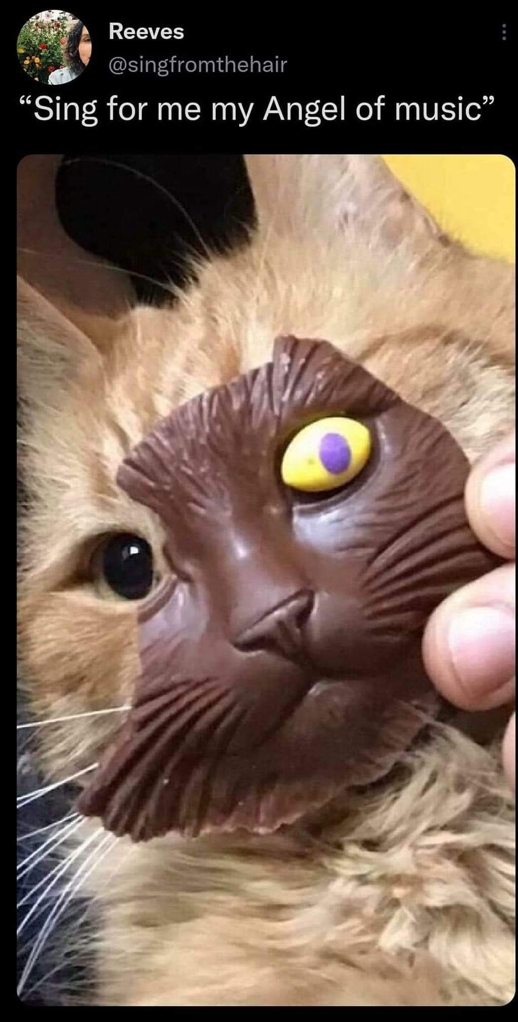 This cat has seen some things, and apparently, they involve chocolate.