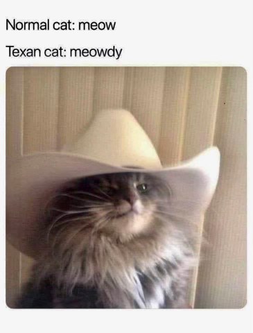 This cat is ready for the rodeo, y'all