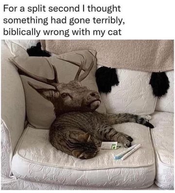 When your cat is going through a weird phase and you're not sure what's happening.