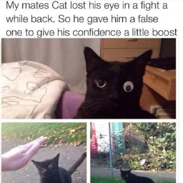 This cat lost an eye so his owner gave him a fake one. Looks super confident now lol