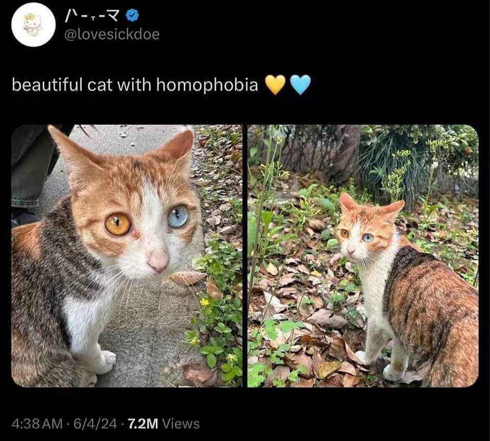This cat's eyes are yellow and blue, but I guess it's not a fan of the rainbow.