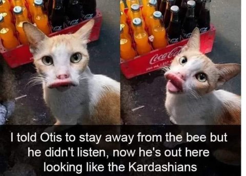 Told him to avoid the bees and now he looks like he got some serious lip filler