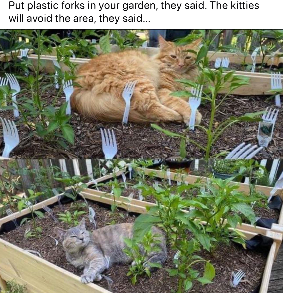 Plot twist: the cats *love* sleeping on the forks.