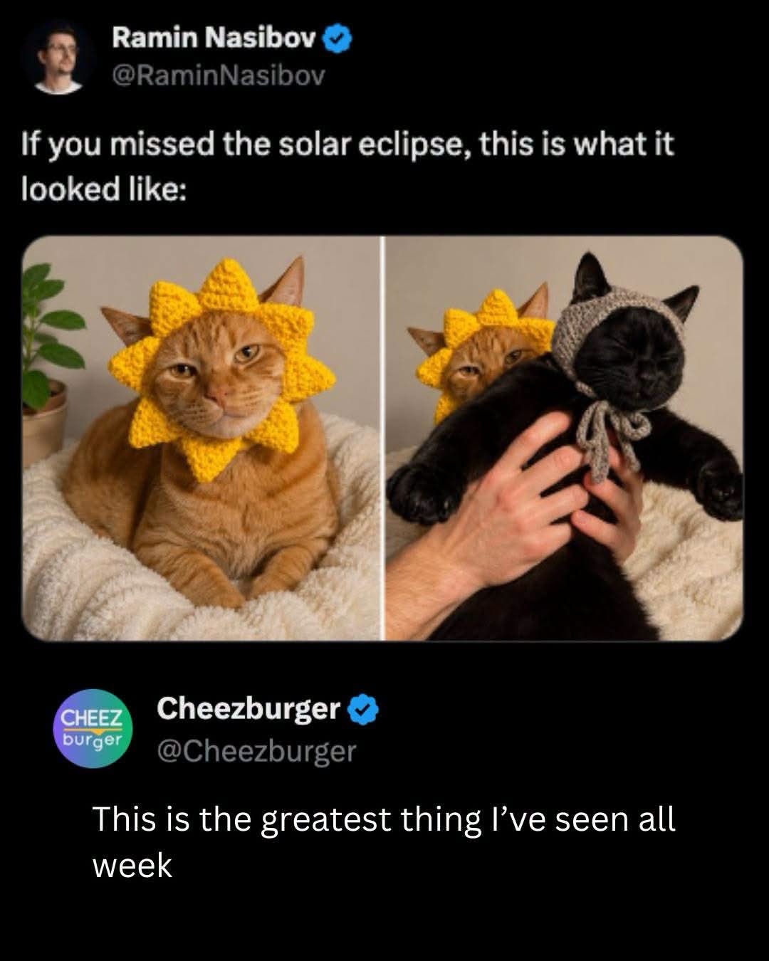 When you see the sun eclipse the moon, but it's just cats being cute.