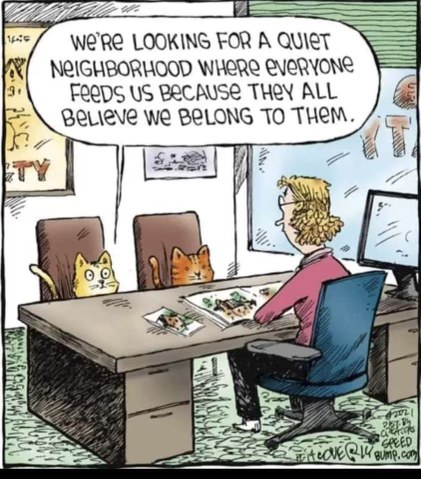 Cats interviewing for a neighborhood that will feed them unconditionally because they're cute.