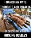 These cats are named Thoughts and Prayers because they're useless lmao
