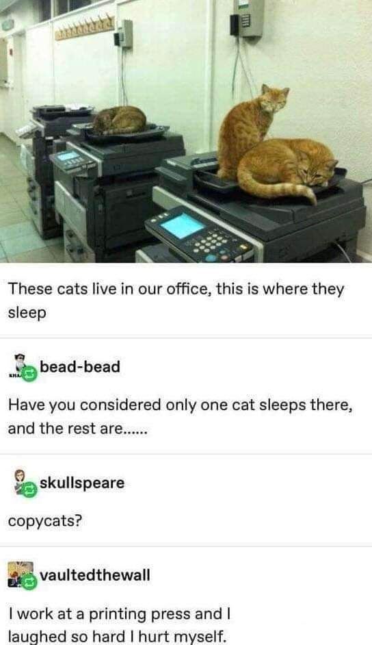 Cats sleeping on office printers and someone made a copycat joke.