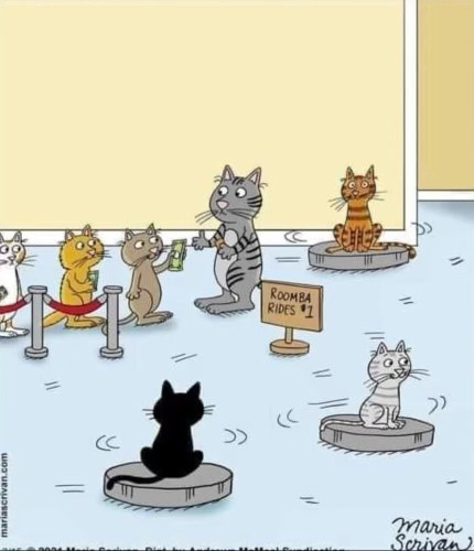 Guess cats are willing to pay for short-lived thrills on a Roomba
