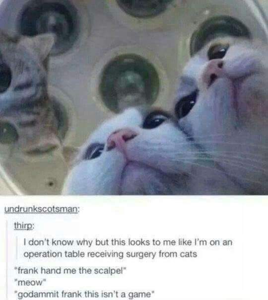 When you're on the operating table and the surgeons are cats arguing over who gets the scalpel