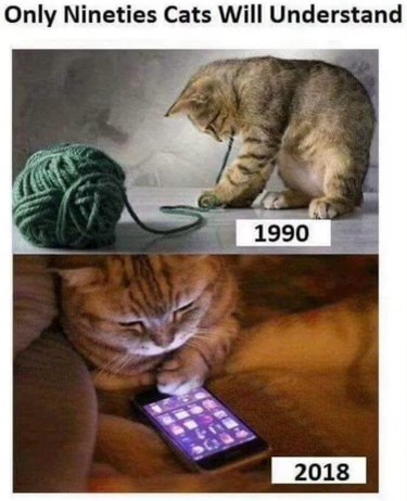 Back in my day, cats played with yarn. Now they just stare at their phones.
