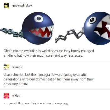 Apparently chain chomps are like pugs now, just evolved