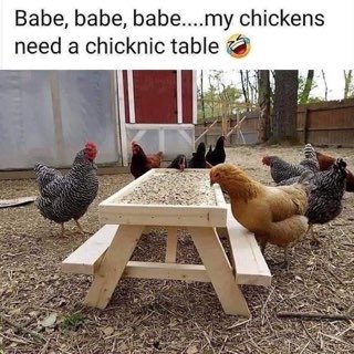 When your chickens demand a picnic table because they're tired of eating off the ground.