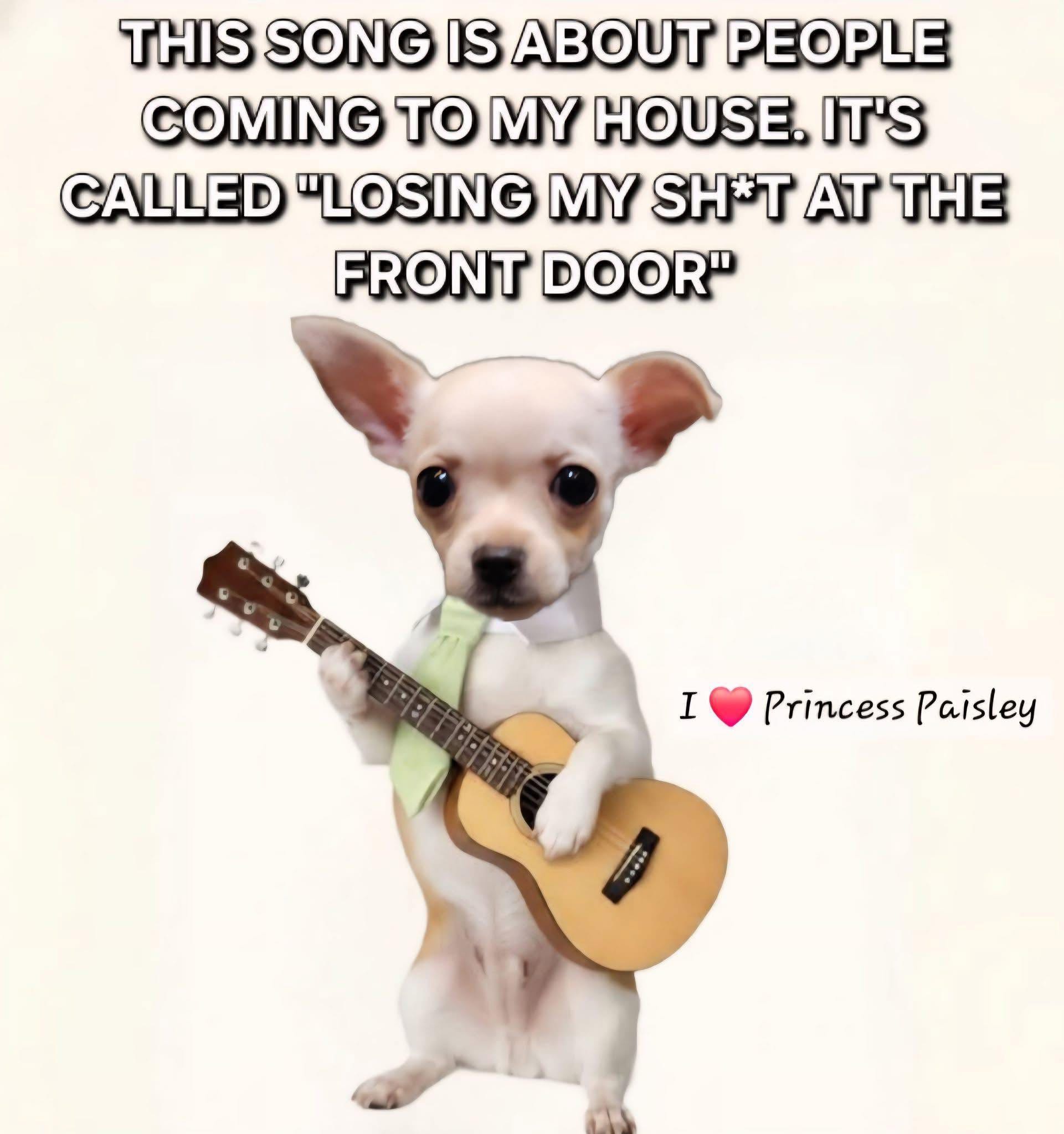 This chihuahua is about to drop the hottest album of the year about losing it at the front door