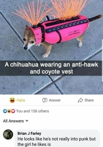 This dog is ready for a punk rock concert AND to fend off predators. He can do it all.