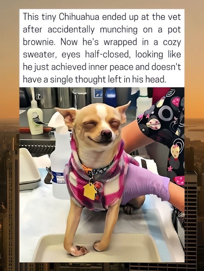This dog ate a pot brownie and is now living his best, most peaceful life at the vet.