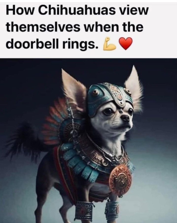 Chihuahuas acting like they're about to drop the hardest rap album of the year when the doorbell rings
