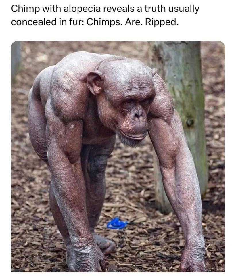 Pretty sure this chimp works out more than I do.