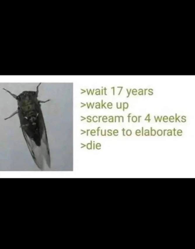 Cicada life cycle be like: wake up, scream, die, but like, with a 17 year nap in between