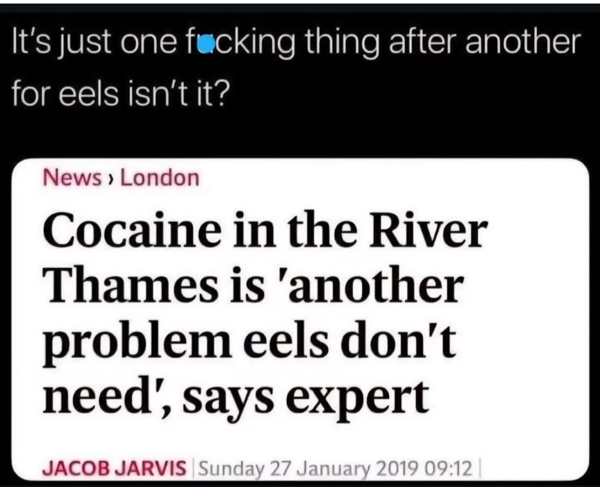 Apparently the eels in the Thames have enough problems without also dealing with cocaine. Rough life.