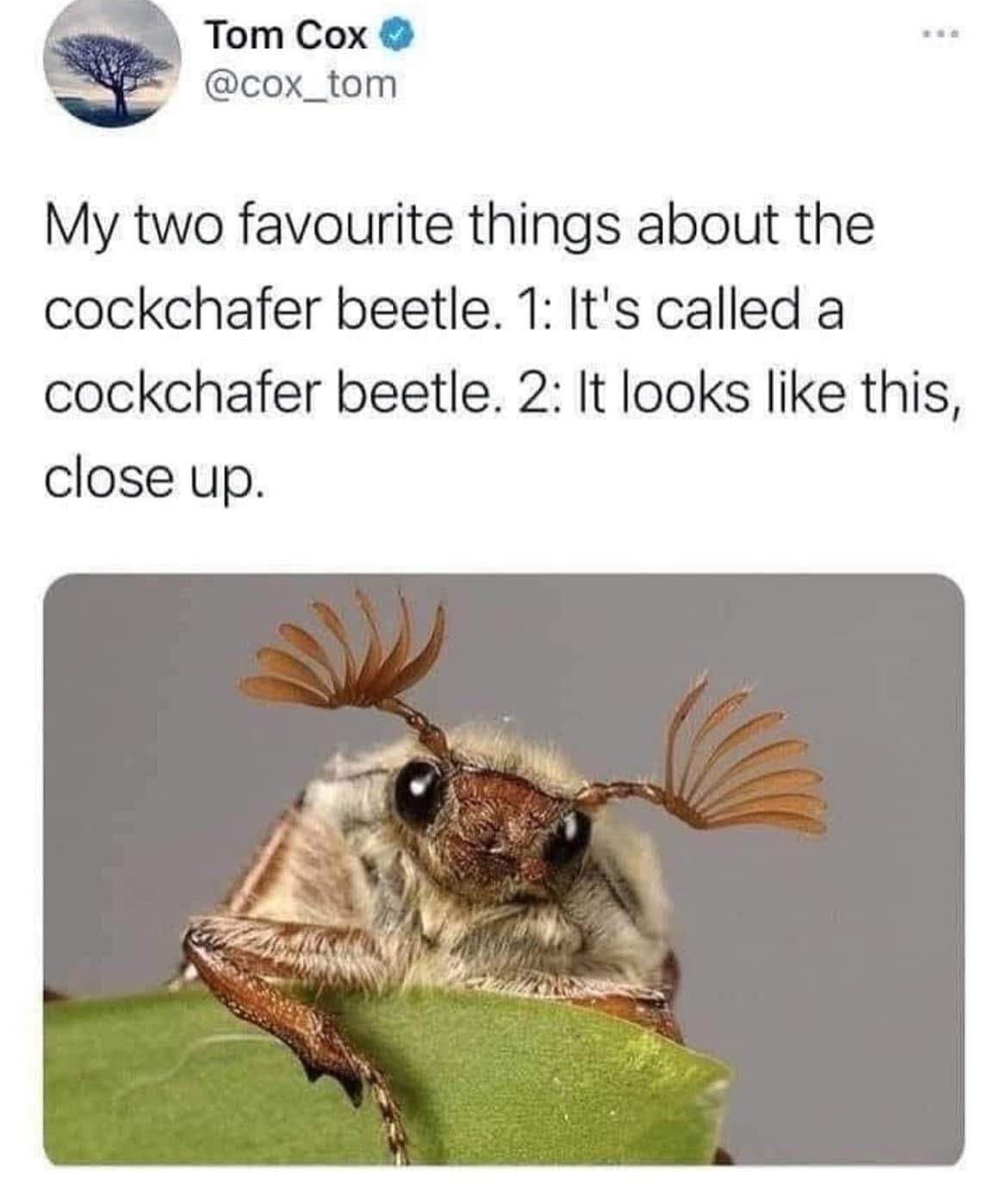 Idk why this guy is so proud of his beetle, but it does look pretty funny