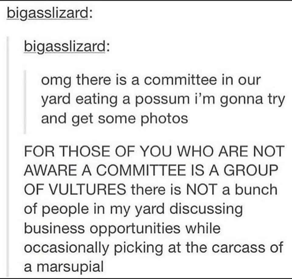 Wait, a committee is actually vultures eating a possum? My whole life is a lie.