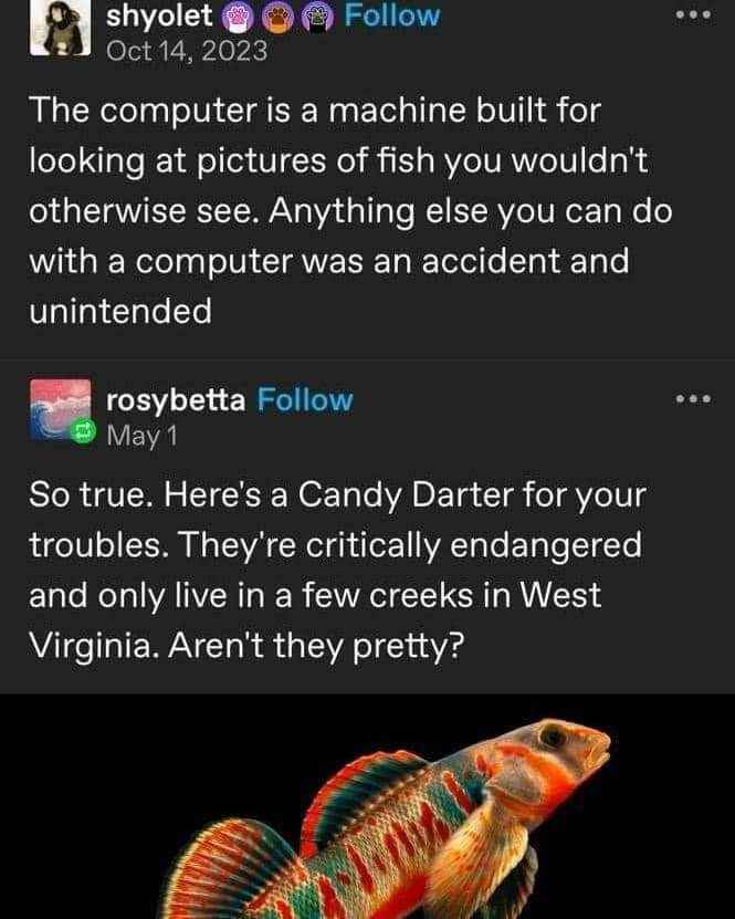 Yeah, the internet is just for looking at fish and sometimes that leads to other stuff, I guess.