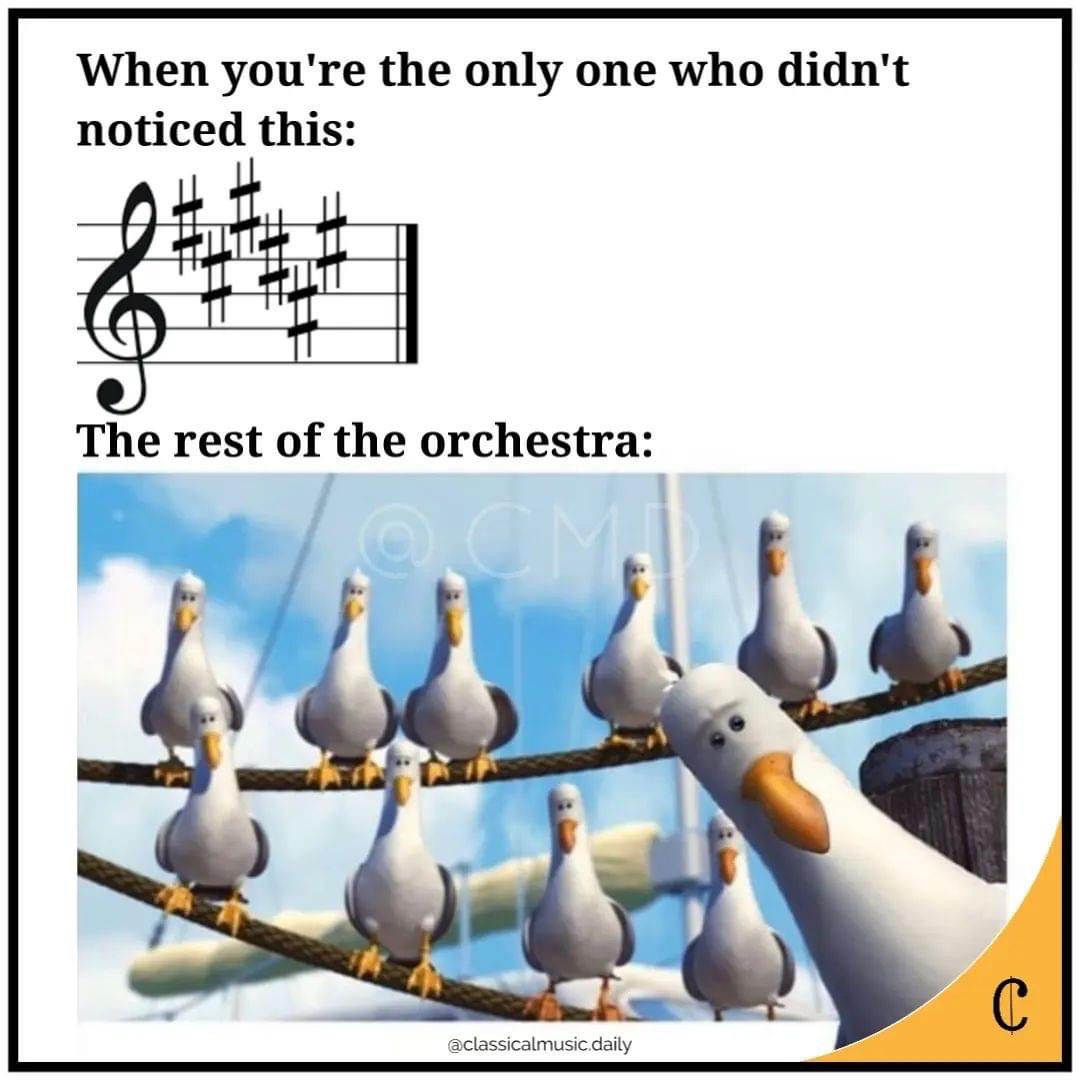 When the orchestra is playing with 5 sharps and you're just staring at them like the confused seagull.