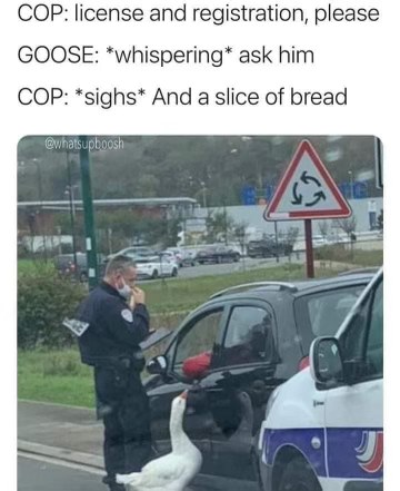 When the goose has better negotiation skills than you