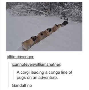 A corgi leading a conga line of pugs on an adventure and someone's like 'Gandalf no'
