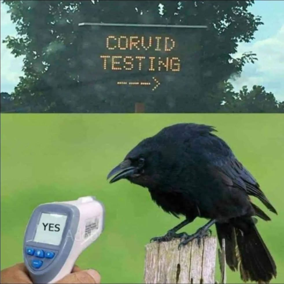 Testing for Corvid... I mean, Covid. Close enough.