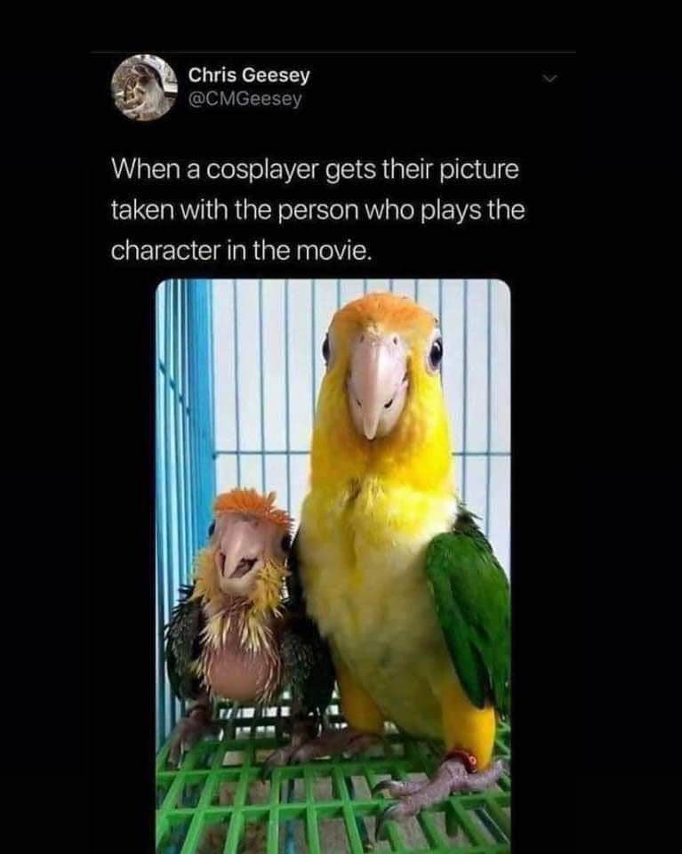 Lol the little bird is definitely the cosplayer here